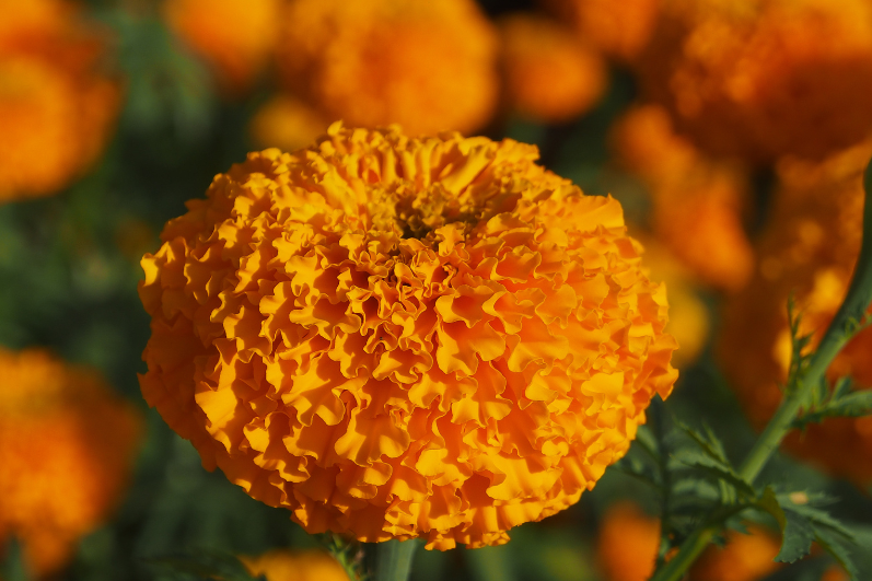 Orange African Marigold Dwarf Seeds: Garden's Compact Charm