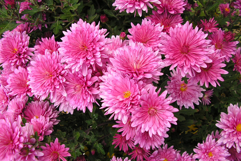 Buy Premium Pink Aster Seeds Collection