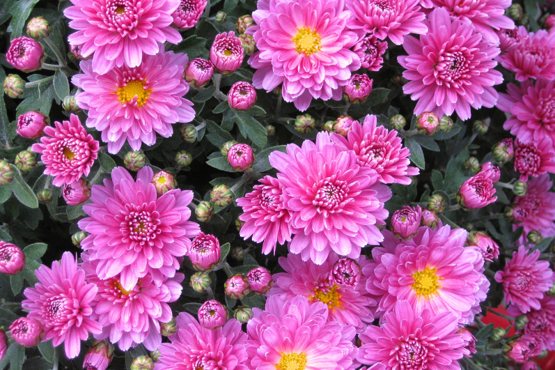 Buy Pink Aster Seeds: Blooming Garden Beauty
