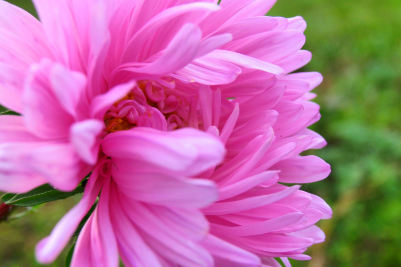 Premium Tall Pink Aster Seeds Collection