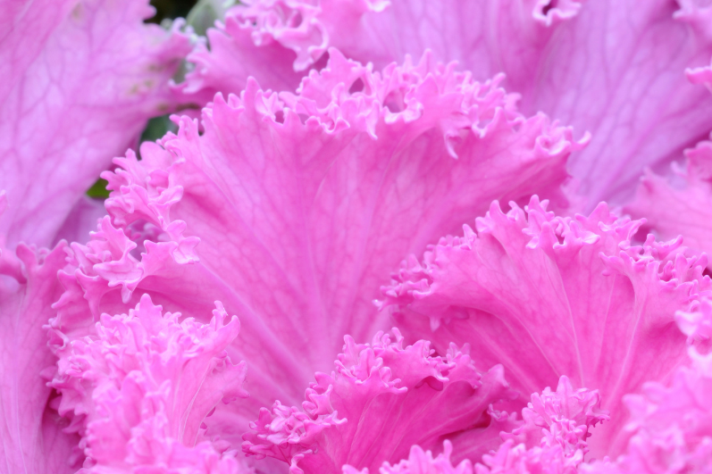 Elevate Your Garden with Pink Kale Seeds Kamome Flowering