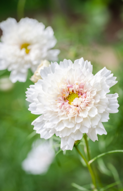 Buy Cosmos Double Dutch White Seeds - Garden elegance!