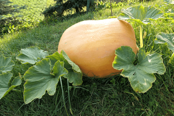Buy Atlantic Giant Pumpkin Seeds - Size up!