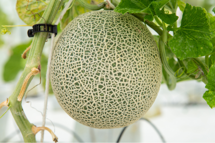 Seeds shop - Embrace melon's juiciness