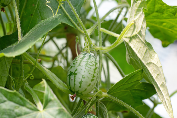 Cultivate wonder with Cucamelon Seeds