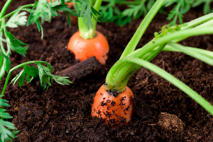 Flourish with Early Nantes 2 Carrot Seeds - Shop now!