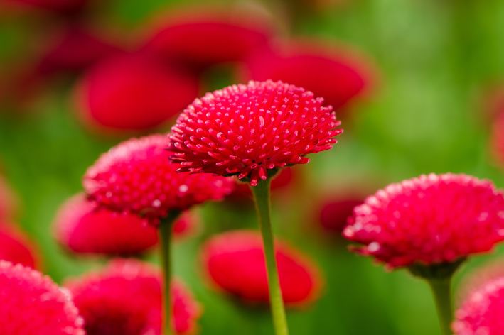 Buy Red Aster Seeds - Flourish in color!