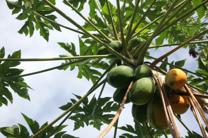 Buy Red Taiwan Papaya Seeds - Tropical delight!