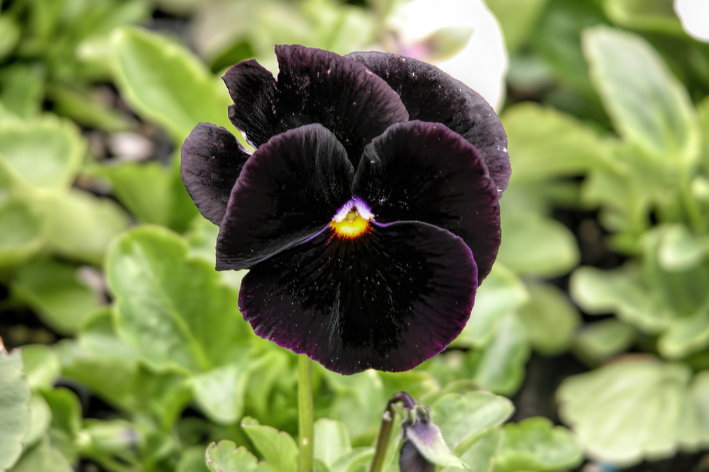 Buy Black Pansy Seeds - Enchanting garden addition!
