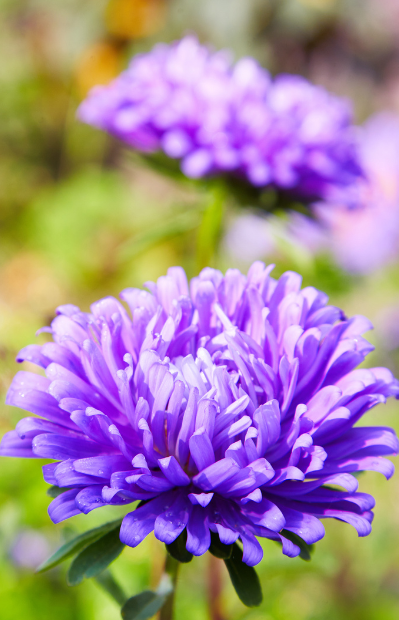 Buy Blue Aster Flower Seeds - Nature's allure!"