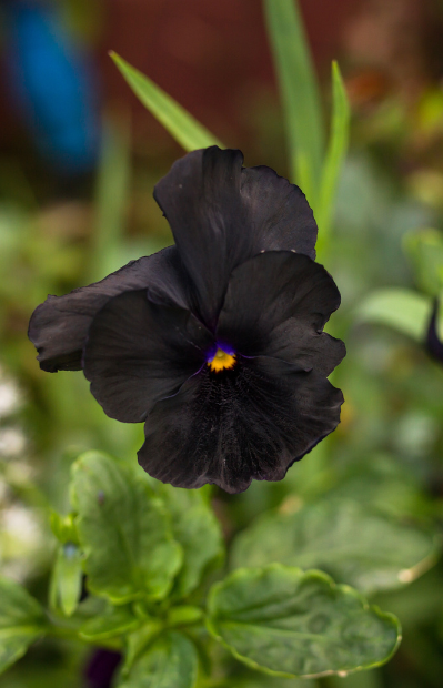 Seeds shop - Embrace Black Pansy's elegance
