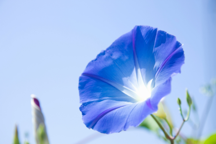 Bloom with Heavenly Blue Morning Glory Seeds!