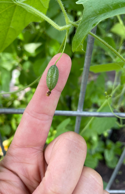 Buy Cucamelon Seeds - Tiny delights!