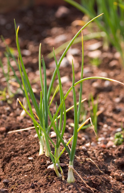 Buy Dark Leaf Spring Onion Seeds - Garden delight!