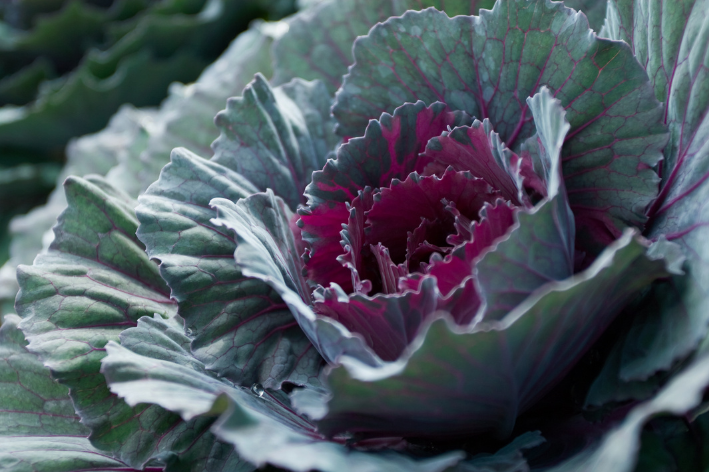 Buy F1 Red Zidan Cabbage Seeds - Vibrant and delicious