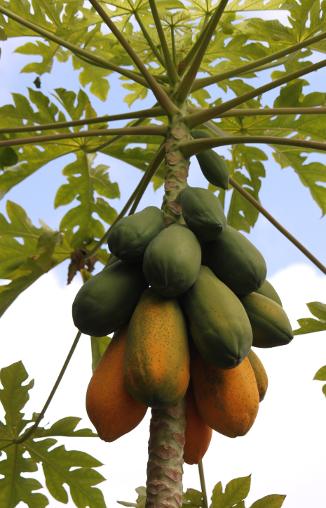 Tempting Red Taiwan Papaya Seeds for sale - Grow exotic!