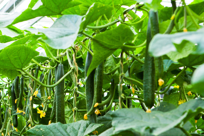 Buy F1 Apollo Cucumber Seeds: Cultivate Fresh Garden Delights | Seeds Shop