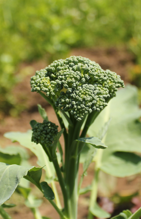 Buy F1 Atlantis Broccoli Seeds - Garden delight awaits your plate!