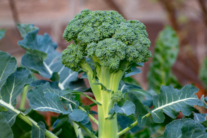 Seeds shop - Embrace the rich flavor of Atlantis Broccoli!
