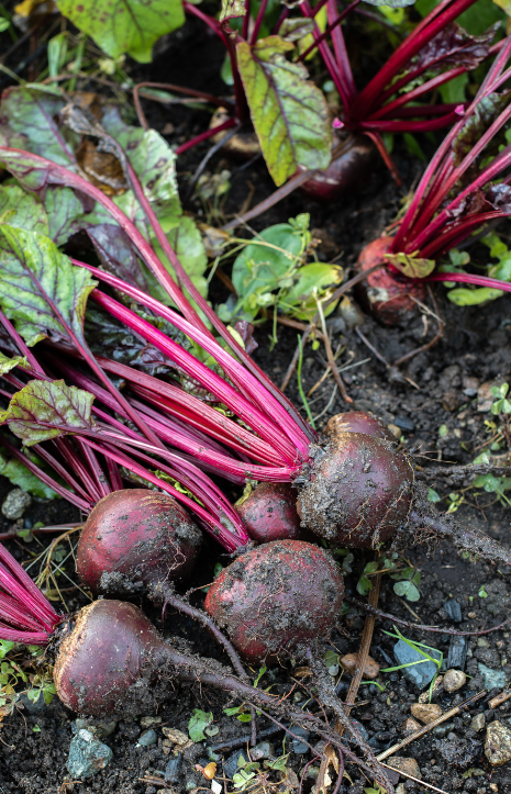 Buy F1 Cardeal Beetroot Seeds: Cultivate Nutritious and Colorful Garden 