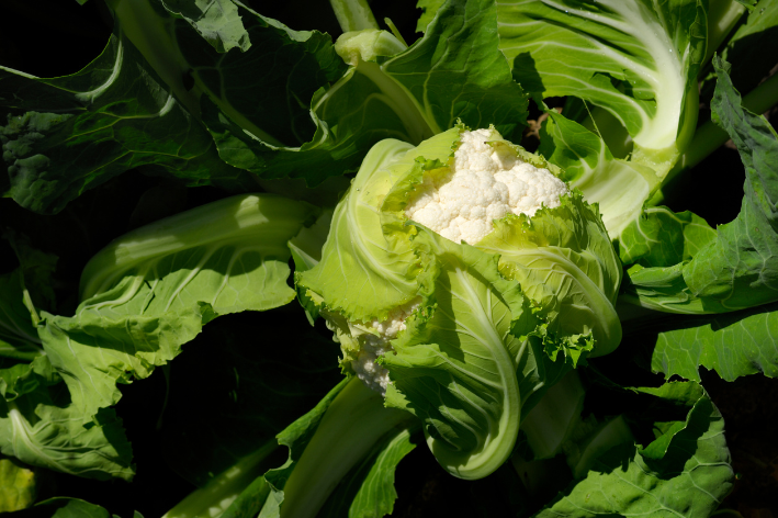Buy F1 Cauliflower Seeds - Self-blanching and deliciously crisp!
