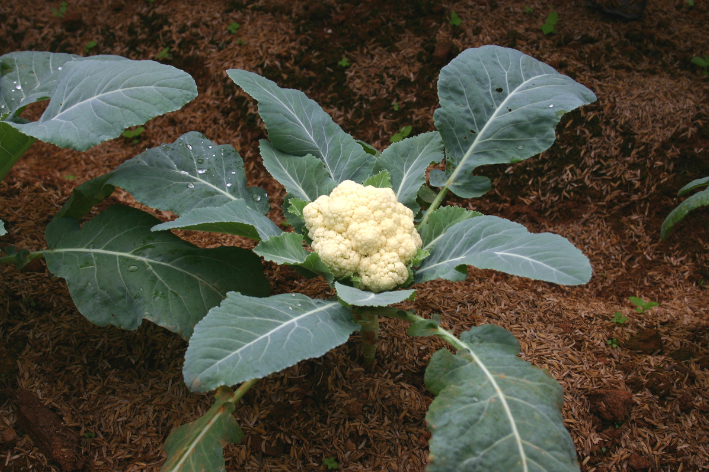 Buy F1 Cauliflower Seeds: Cultivate Fresh and Versatile Garden Delights 