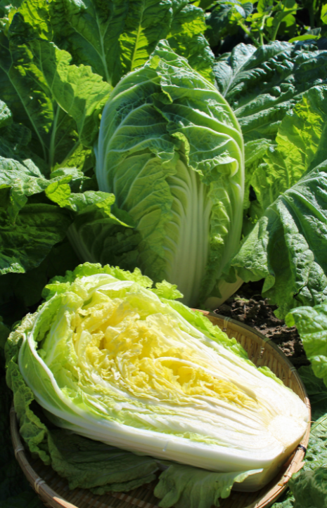 Buy F1 Chinese Cabbage Seeds: Cultivate Fresh and Flavorful Garden Delights