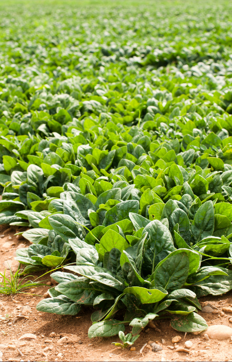 Grow Heat-Resistant Spinach - Order Today!