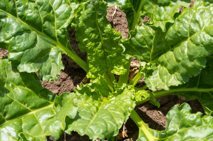 Buy Heat-Resistant Spinach - Summer Greens!