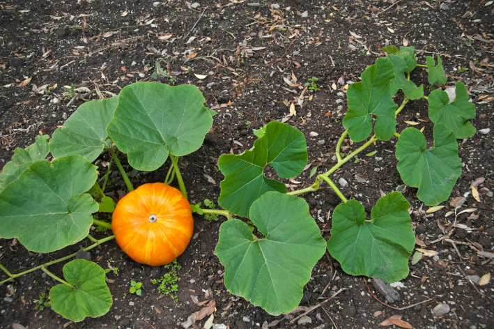 Tempting F1 Mars Pumpkin Seeds for sale - Start your garden journey!
