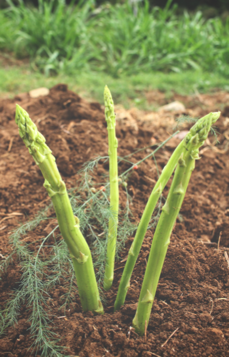 Buy F1 Portlim Asparagus Seeds - Nutrient-rich!