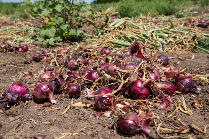 Seeds shop - Embrace the freshness of F1 Red Onion!