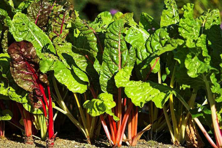 Blossom with F1 Red Swiss Chard Seeds - Shop now!
