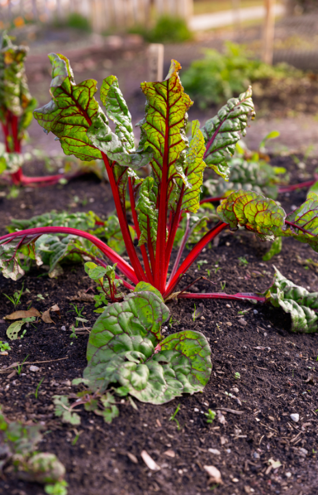 Buy F1 Red Swiss Chard Seeds - Colorful and nutritious!