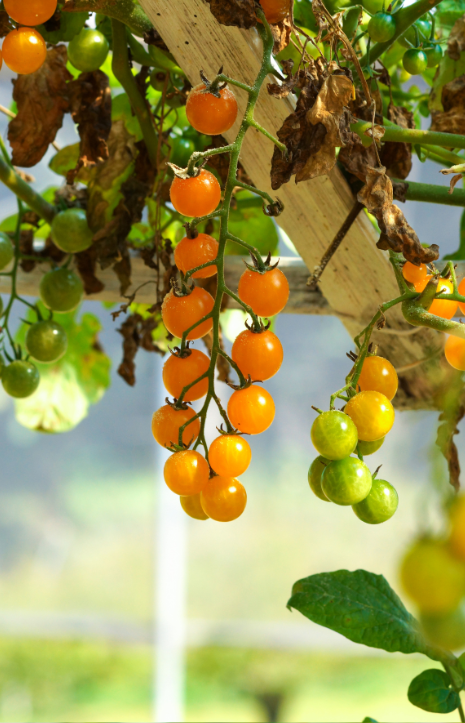 Tempting F1 Yellow Cherry Tomato Seeds - Order today
