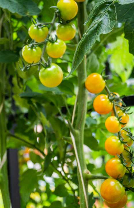 Buy F1 Yellow Cherry Tomato Seeds - Garden delight!