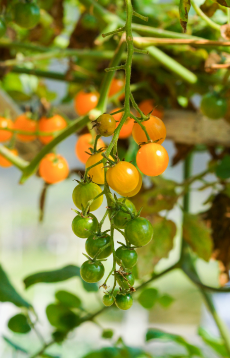 Cultivate joy with F1 Yellow Cherry Tomato Seeds!