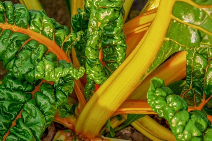 Tempting Yellow Swiss Chard Seeds - Order today