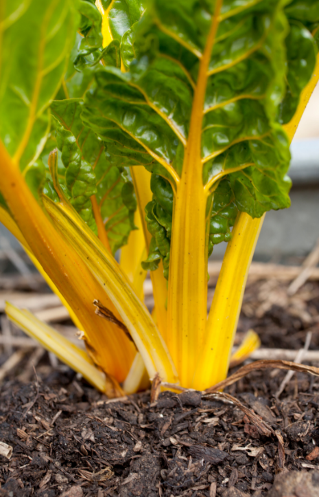 Seeds shop - Embrace the vibrancy of Swiss Chard!