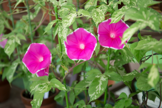 Exquisite  for sale Cultivate beauty with Rosy Morning Glory Seeds  Seeds!