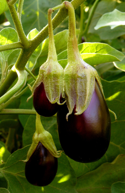 Cultivate flavor with Black Eggplant Seeds!