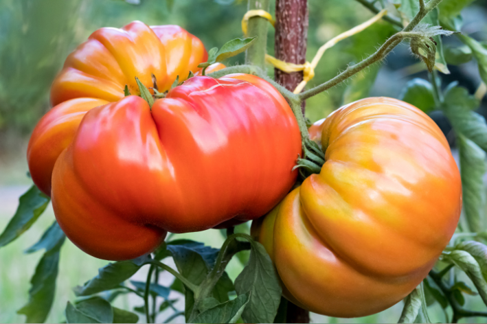 Buy Giant Organic Tomato Seeds - Flavorful Harvest