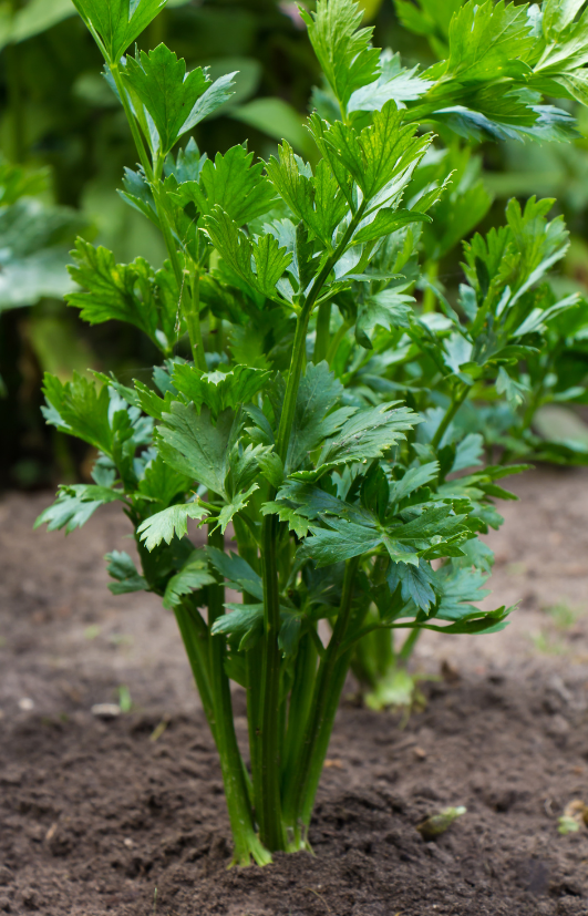 Noble Celery Seeds: Your Garden's Resilient Choice