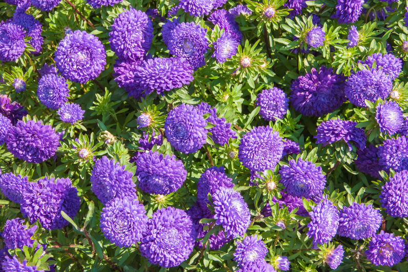 Premium Blue Aster Flower Seeds – Burst of Blooms for Your Garden