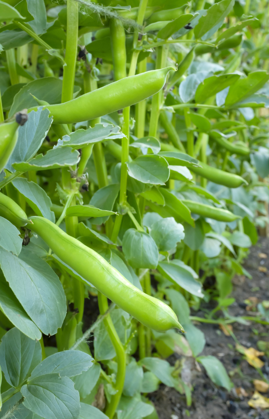 Grow Masterpiece Green Broad Beans with Quality Seeds