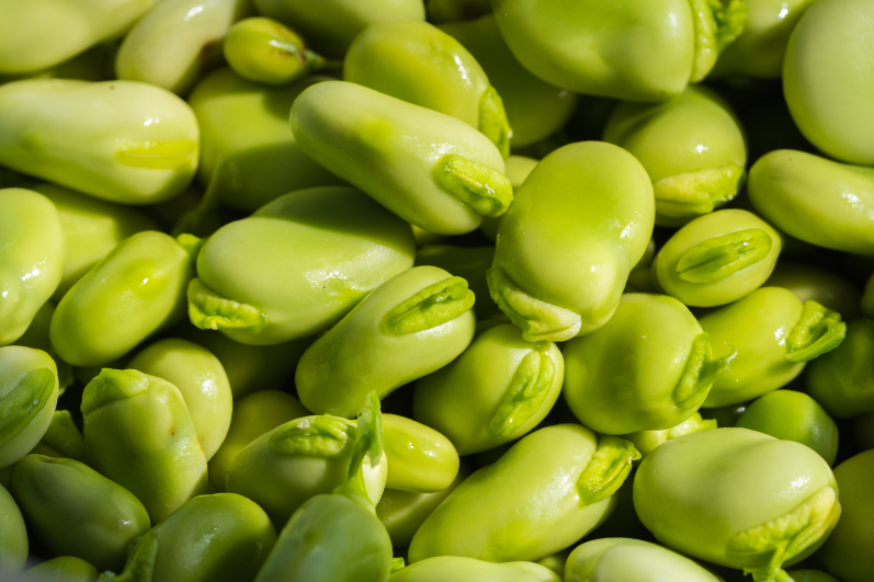 Masterpiece Green Broad Bean Seeds: A Garden Marvel