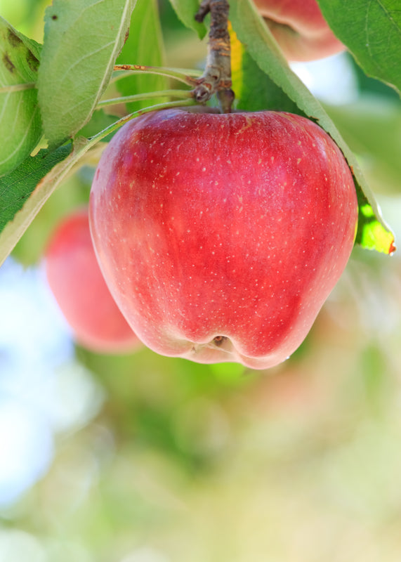 Buy Seeds | Wild Apple Seeds | Organic, Heirloom - Malus