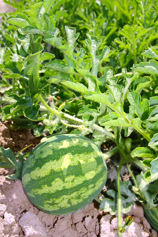 Buy Seeds | Watermelon Organic Seeds | Organic, Heirloom - Citrullus lanatus
