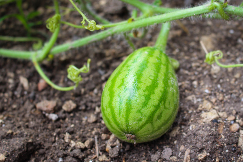 Buy Seeds | Watermelon Organic Seeds | Organic, Heirloom - Get Citrullus lanatus