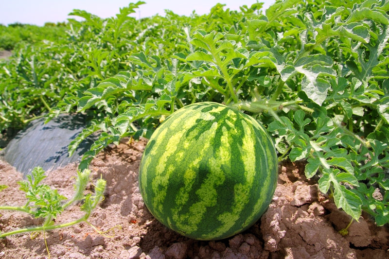 Buy Seeds | Watermelon Organic Seeds | Organic, Heirloom - Melon Seeds